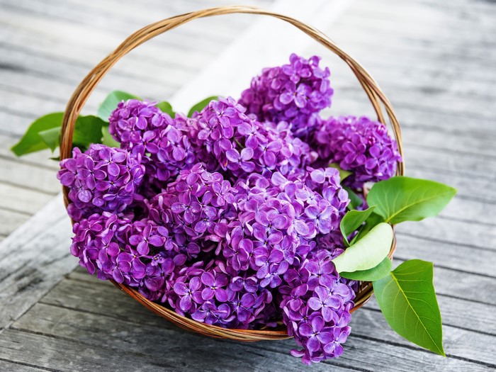 Purple lilacs in a wicker basket