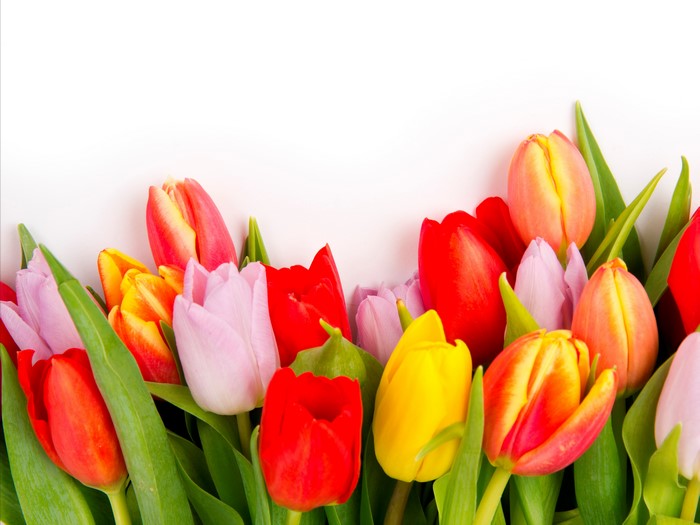 Many Tulips