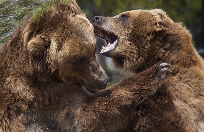 Two brown bears fighting