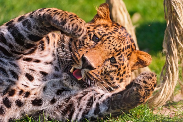 Leopard lying on its back in grass