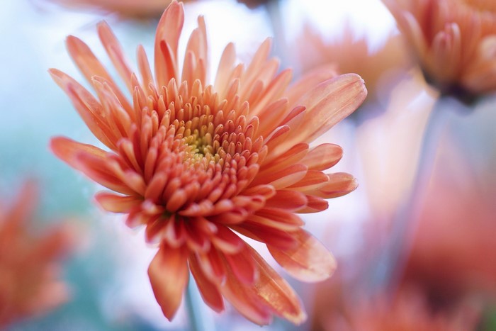 Orange Chrysanthemum Flower Closeup