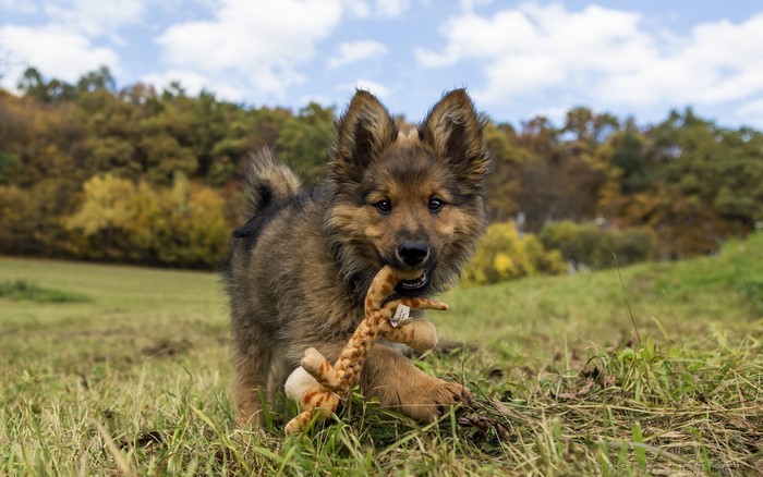 German Shepherd puppy playing with a toy in a field
