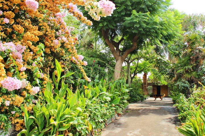 Dog walking in a park in Acireale, Sicily
