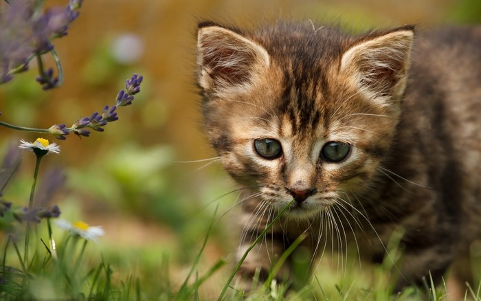 Tabby kitten in grass with flowers