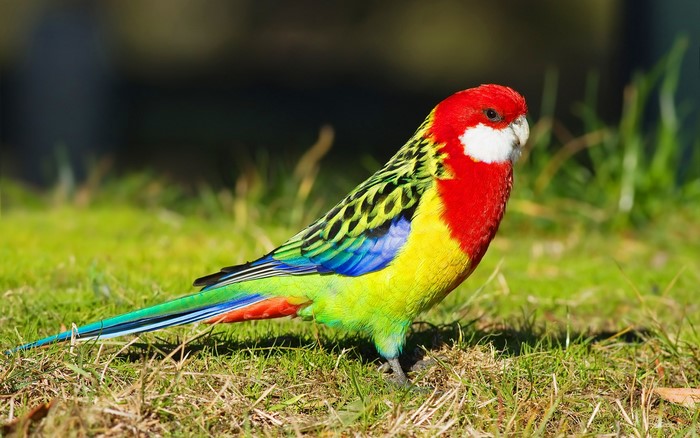 Eastern Rosella parrot on grass