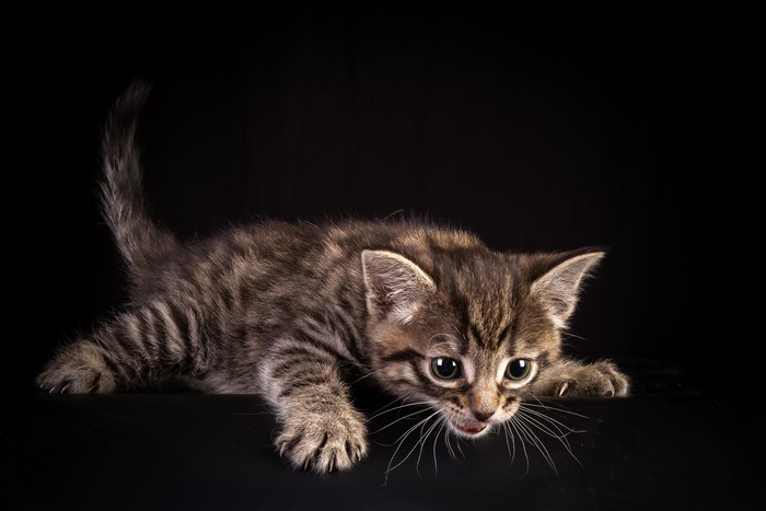 Tabby kitten crouching on black background