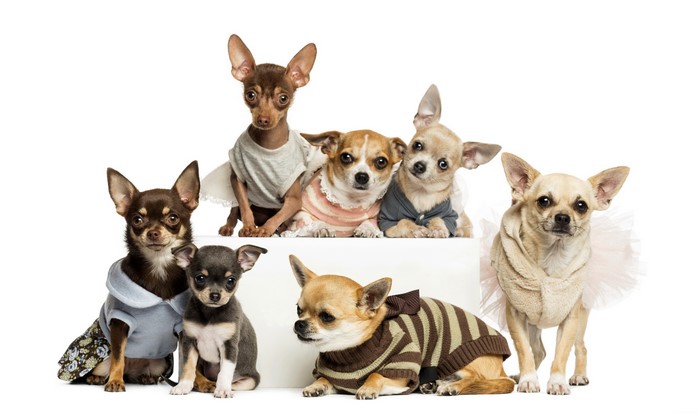 Many Chihuahuas and Russkiy Toys in Outfits