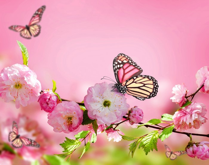Pink cherry blossoms with butterflies