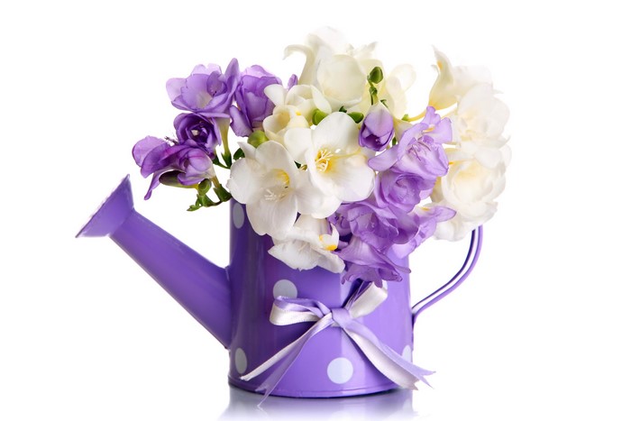 Purple and white freesia flowers in a watering can