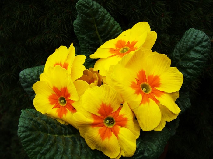 Yellow Primula flowers with orange centers