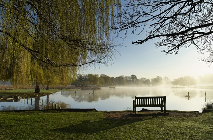 Bench by a misty pond in Bushy Park