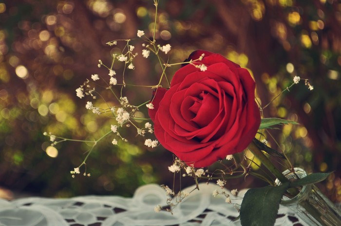 Red rose with baby's breath
