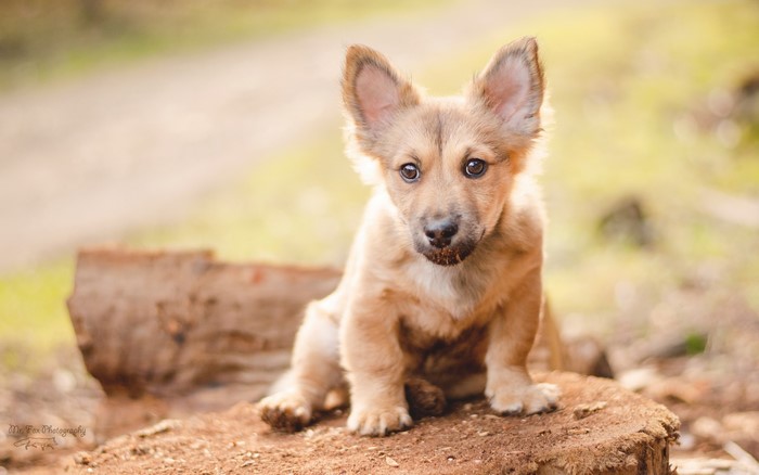 Puppy of Welsh Corgi breed sitting on a tree stump