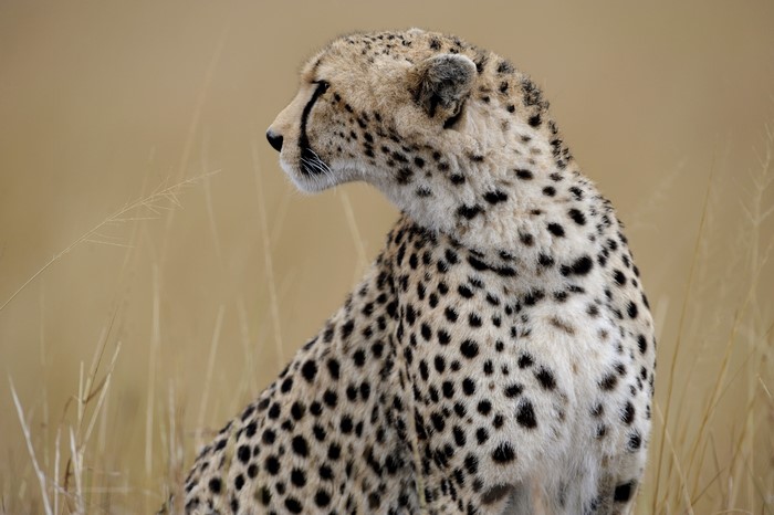 Cheetah sitting in tall dry grass