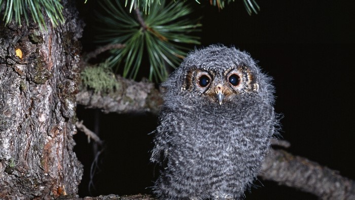 A fluffy baby owl sits on a tree branch