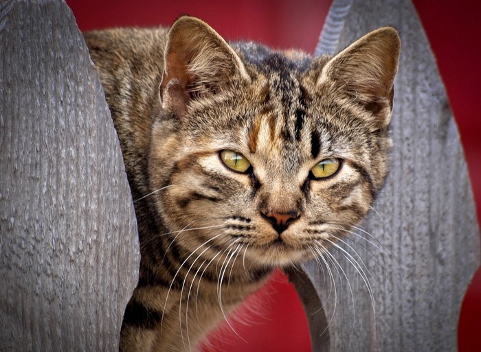 Tabby cat peeking through wooden fence