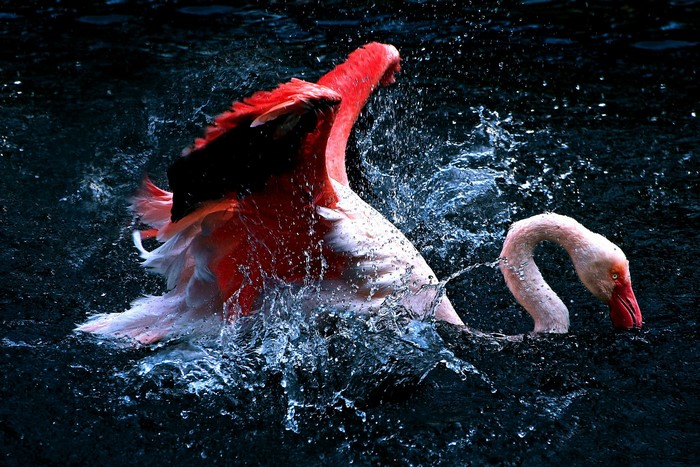 Flamingos splashing in dark water