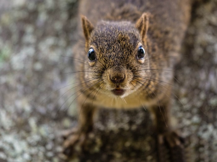 Close-up of a squirrel's face with whiskers