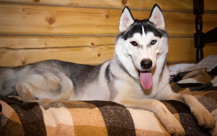 Husky dog lying on a blanket in front of a wooden wall
