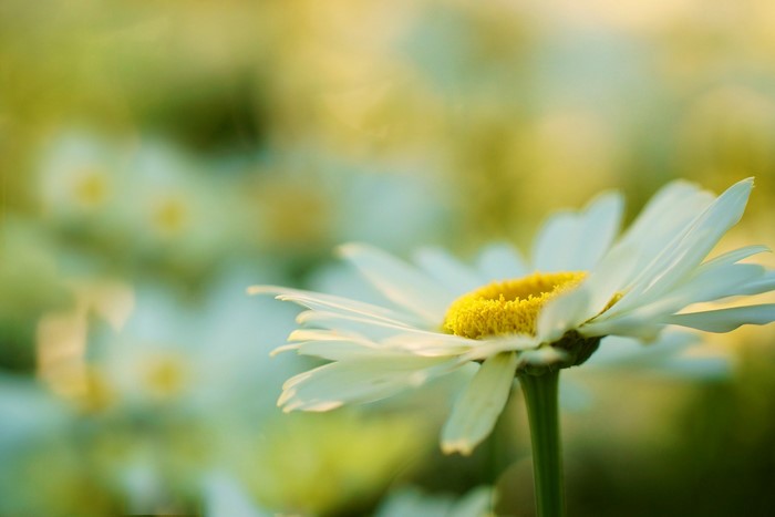 Closeup of a white daisy with a yellow center