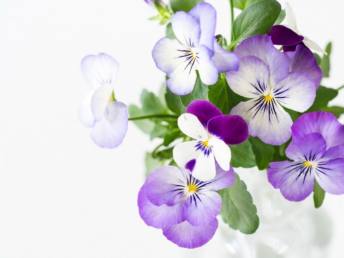 4K Pansies Closeup