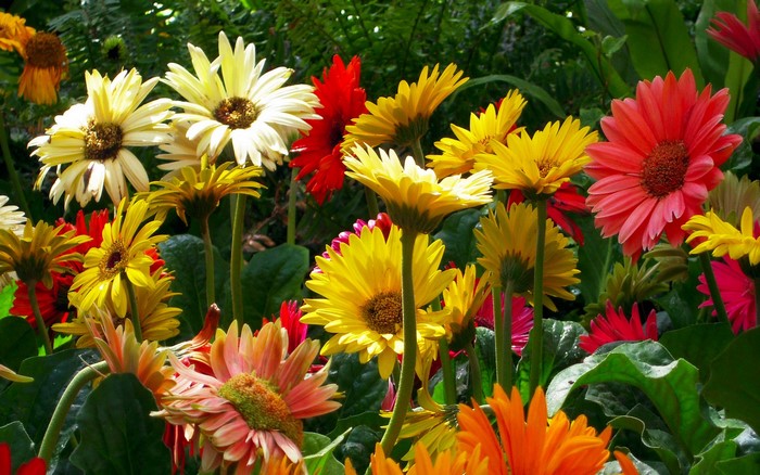 Gerbera daisies in a garden