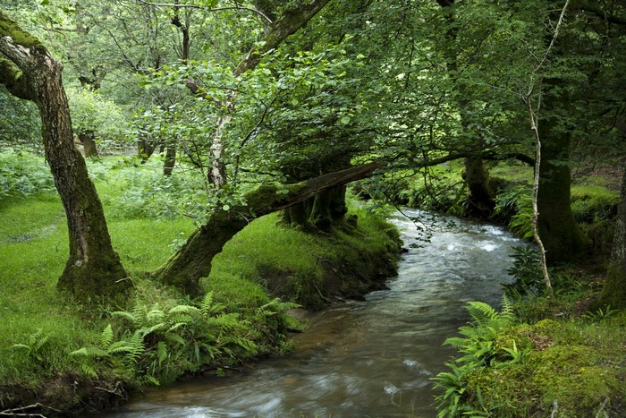 A stream flows through a mossy forest with trees and ferns