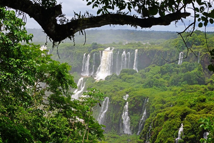 Iguazu Falls, Brazil, with foreground branches