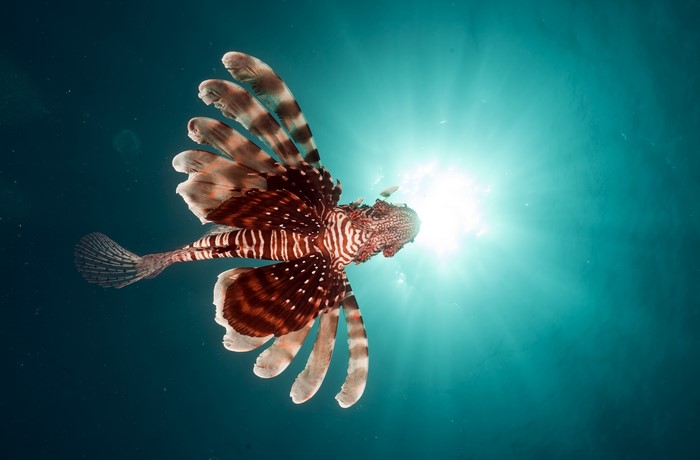 Lionfish swimming in the ocean with sun rays