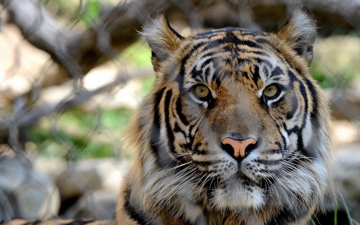 Tiger looking through a fence