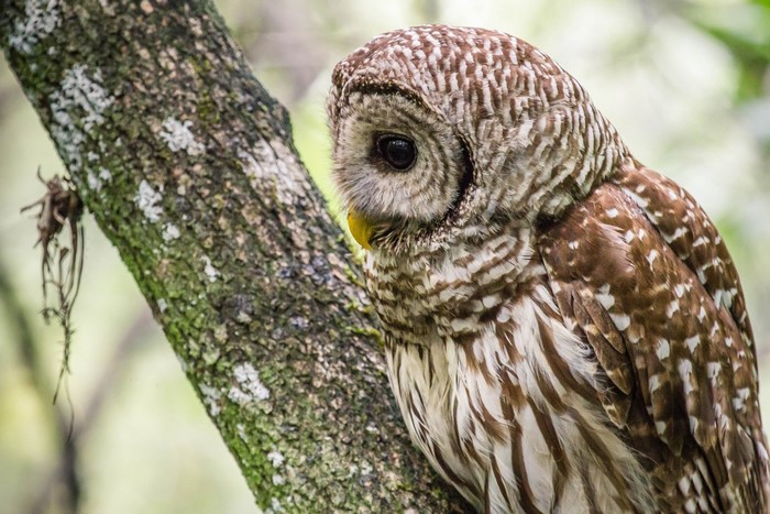Barred owl perched on a tree branch