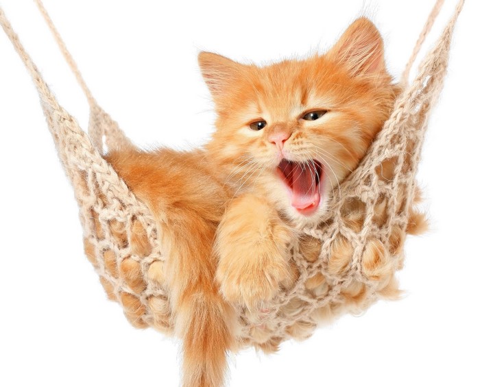 Ginger kitten yawning in a hammock