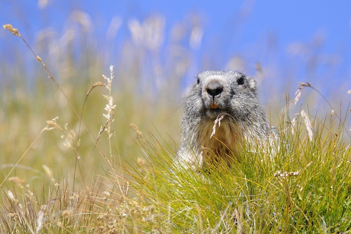 Marmot peeking from tall grass under blue sky
