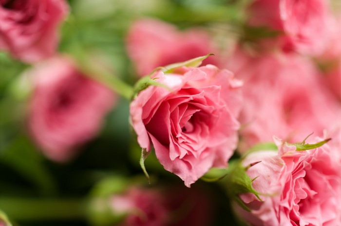 Close-up of pink roses