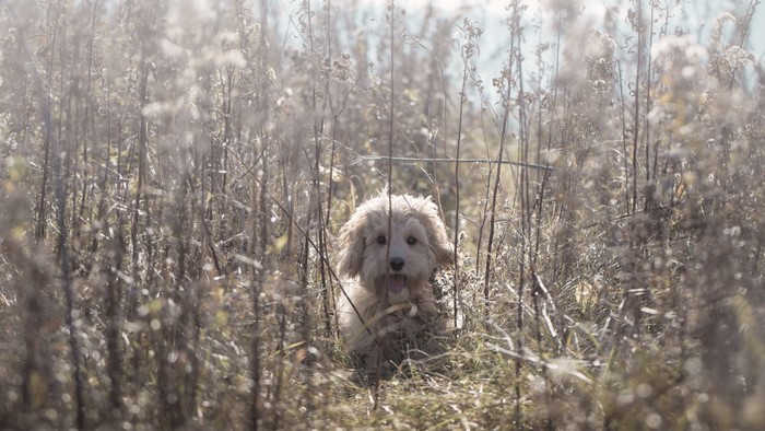 Fluffy dog sitting in tall dry grass