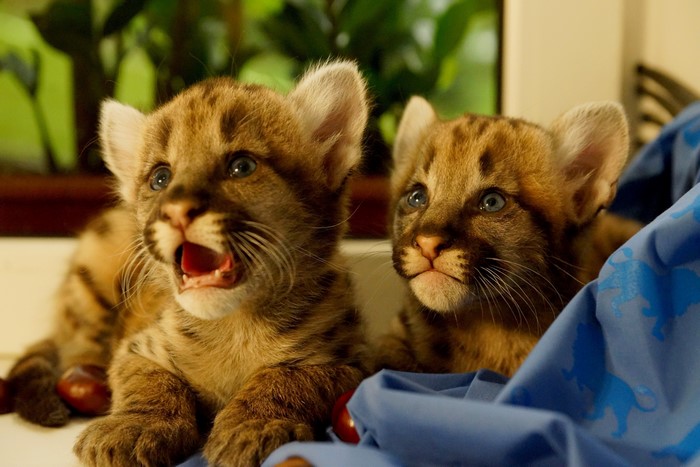 Two Puma Cubs with Blue Fabric