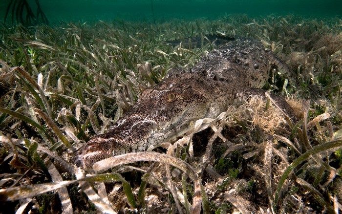Crocodile underwater in seagrass