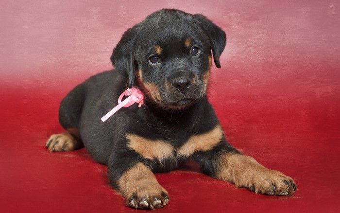 Rottweiler puppy with pink ribbon