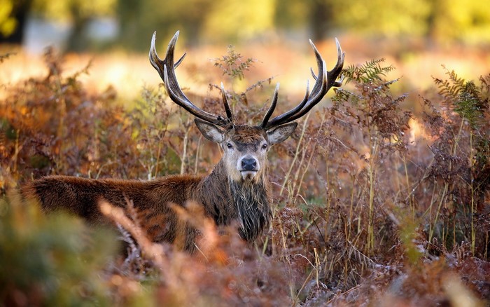 A majestic stag with large antlers stands in a field of ferns.