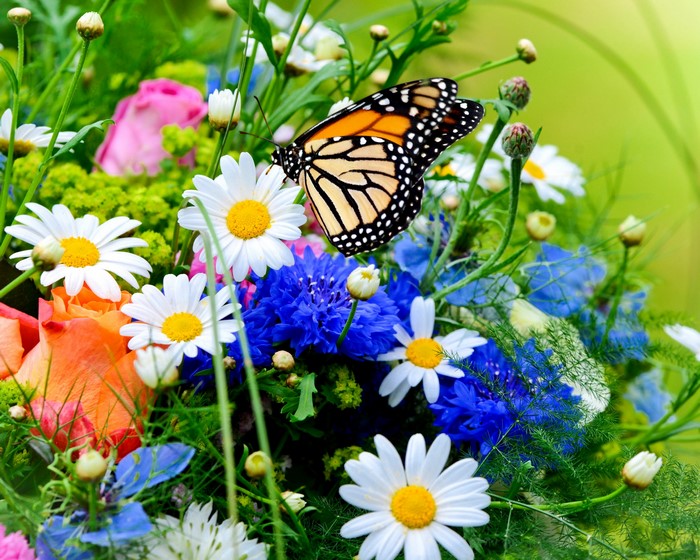 Monarch butterfly on a bouquet of flowers