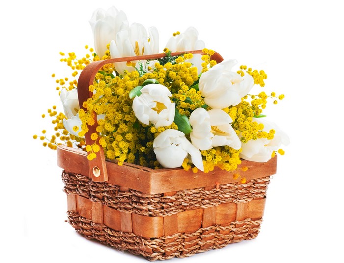 White Tulips and Silver Wattle in Wicker Basket