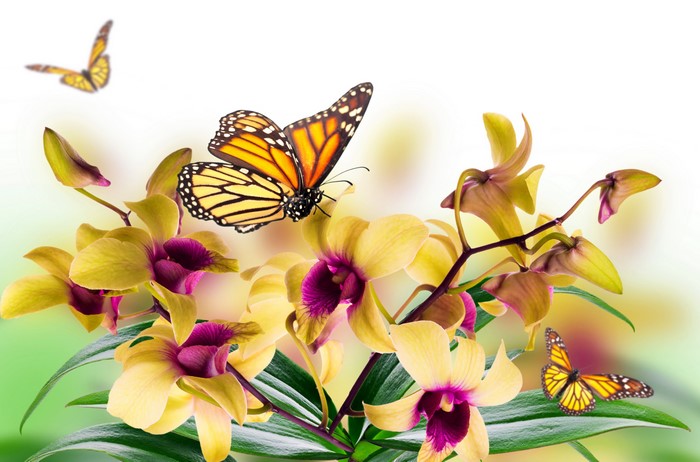 4K Monarch Butterflies on Yellow Orchids