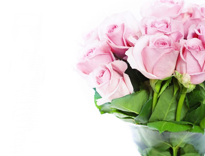 Pink Roses in a Vase