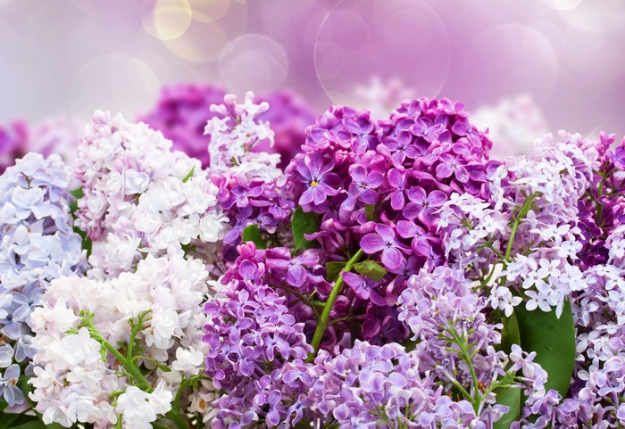 4K Closeup of Colorful Lilac Flowers