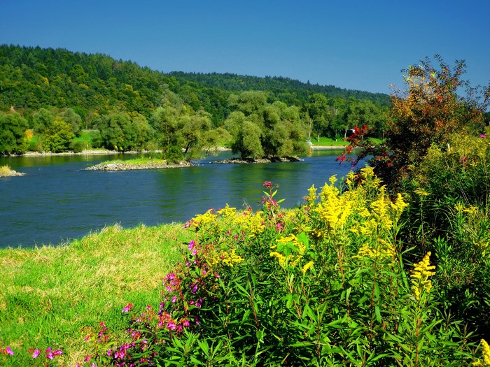 River with trees and flowers on the bank