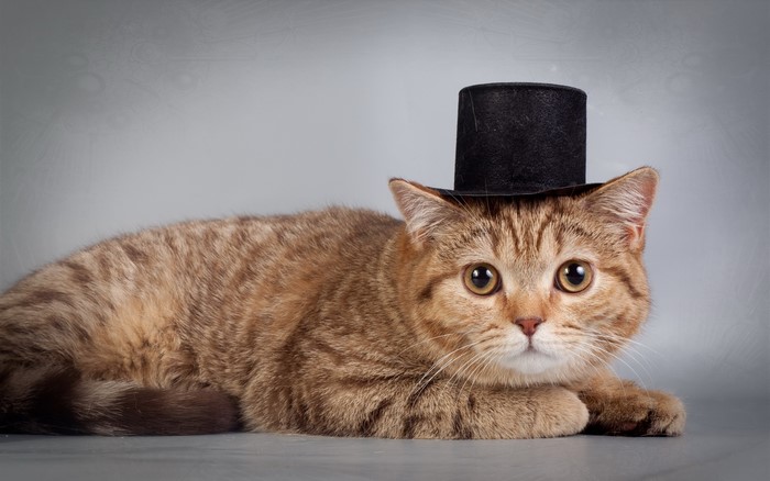 Cat wearing a top hat