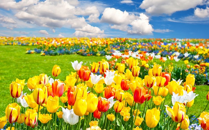 Field of colorful tulips under a cloudy sky