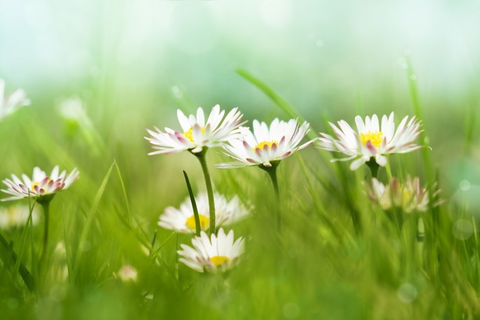 Daisies in Green Grass