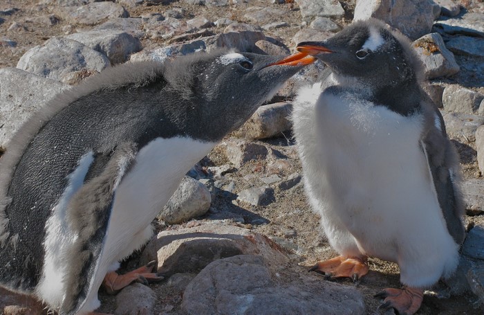 Two young penguins interacting on rocky ground