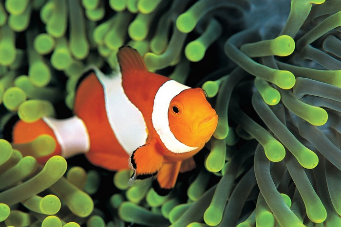 Clownfish in anemone 4K